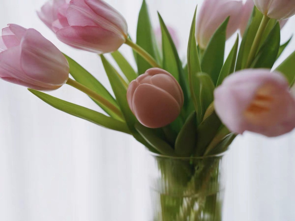 Planet Bear」Janeferジェニファノチューリップ チューリップ